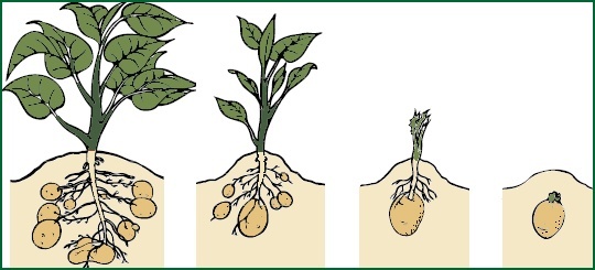 خطوات زراعة البطاطس في حديقة المنزل 39-9