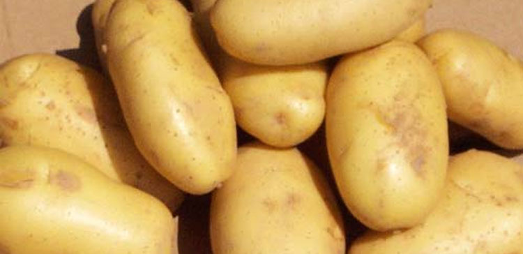 زراعه البطاطس