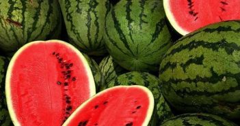 زراعة البطيخ في المنزل خطوة بخطوة