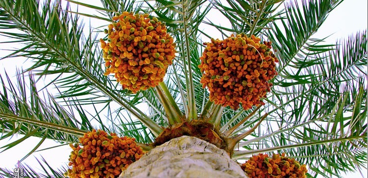 زراعة النخيل