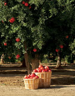 زراعة الرمان