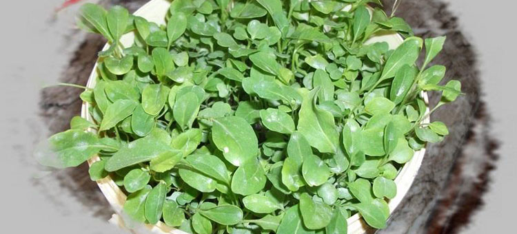 زراعة الجرجير في المنزل جربها