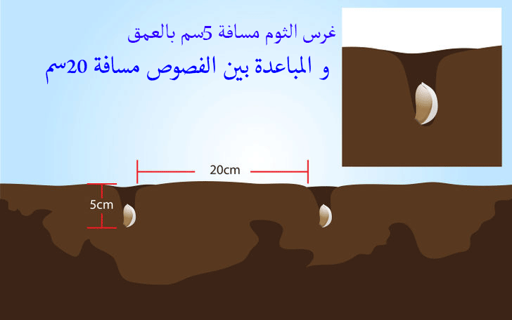 زراعة الثوم