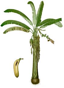 زراعة الموز