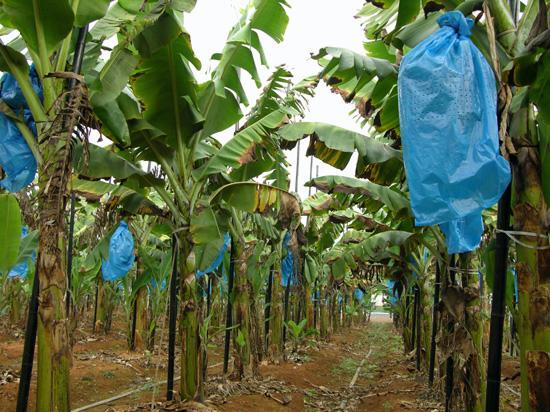 زراعة الموز بخطوات سهلة 9-5