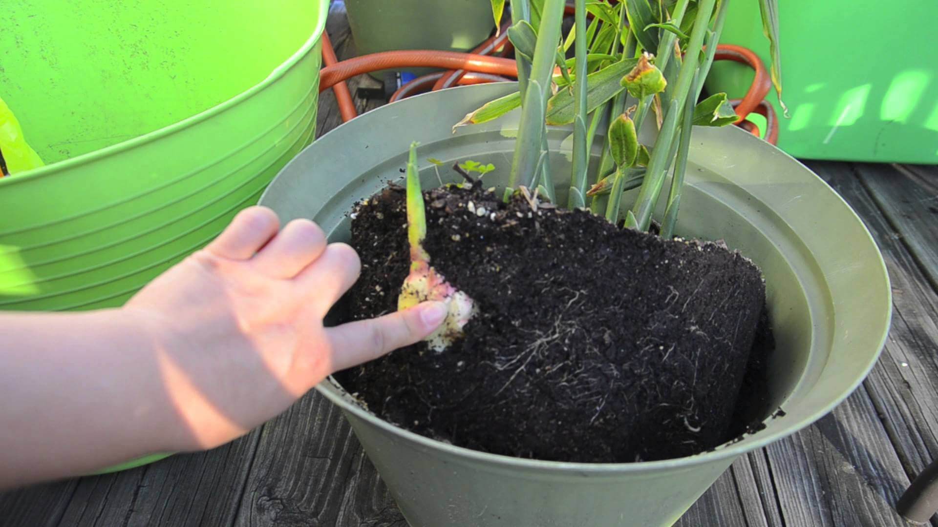 كيفية زراعة الزنجبيل