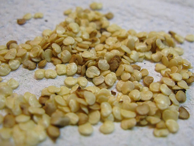 طريقة زراعة الباذنجان