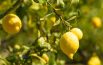 كيفية زراعة شجر الليمون بالمنزل