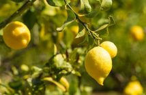 كيفية زراعة شجر الليمون بالمنزل