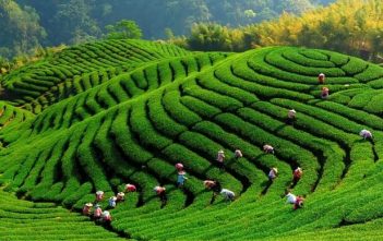 زراعة الشاي